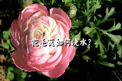 花毛茛如何浇水？