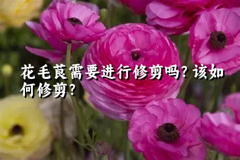 花毛茛需要进行修剪吗？该如何修剪？