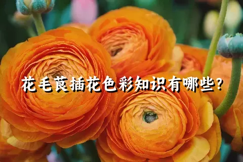 花毛茛插花色彩知识有哪些？