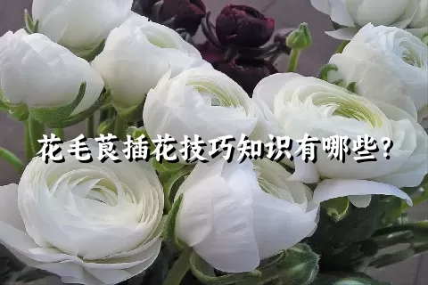 花毛茛插花技巧知识有哪些？