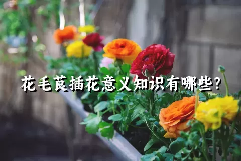 花毛茛插花意义知识有哪些？