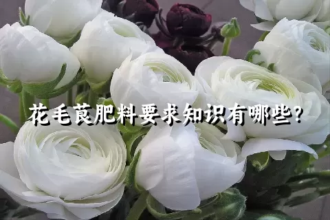 花毛茛肥料要求知识有哪些？