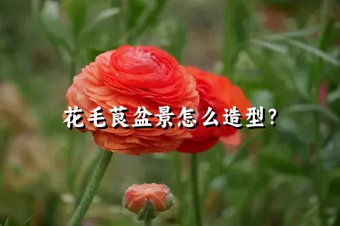 花毛茛盆景怎么造型？