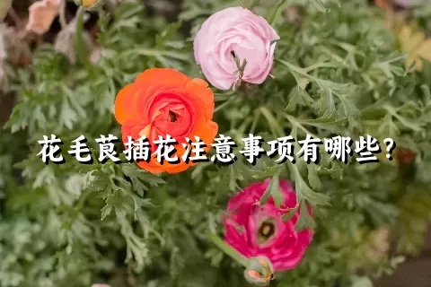 花毛茛插花注意事项有哪些？