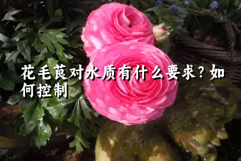 花毛茛对水质有什么要求？如何控制