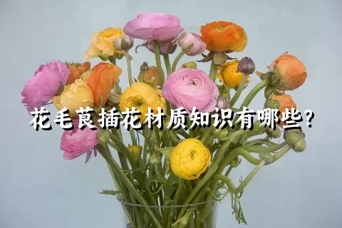 花毛茛插花材质知识有哪些？