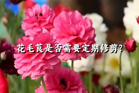 花毛茛是否需要定期修剪？