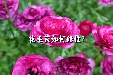 花毛茛如何修枝？