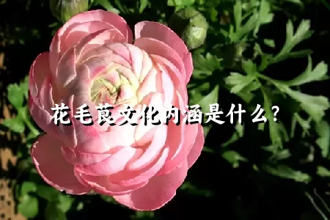 花毛茛文化内涵是什么？