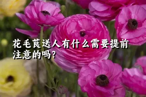 花毛茛送人有什么需要提前注意的吗？