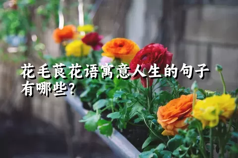 花毛茛花语寓意人生的句子有哪些？