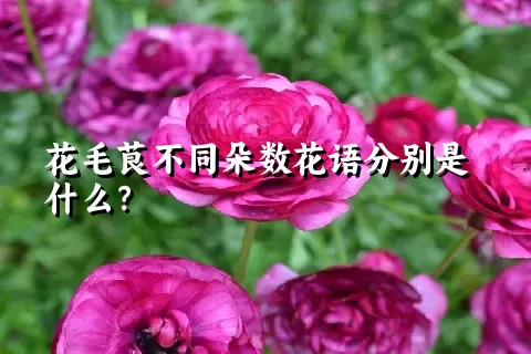 花毛茛不同朵数花语分别是什么？