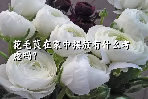 花毛茛在家中摆放有什么考虑吗？