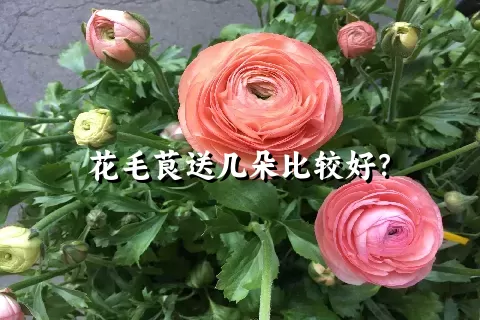 花毛茛送几朵比较好？