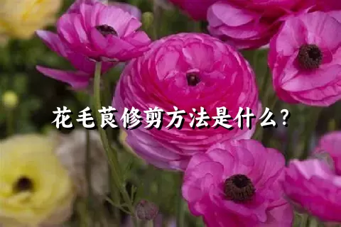 花毛茛修剪方法是什么？