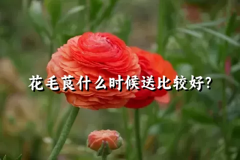 花毛茛什么时候送比较好？