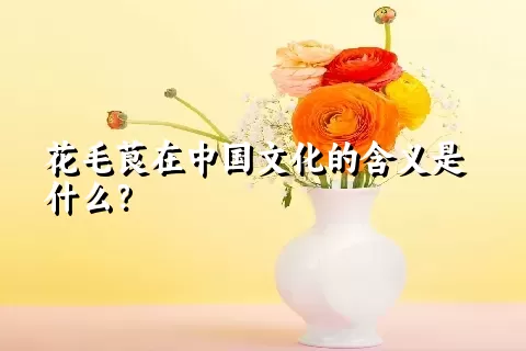 花毛茛在中国文化的含义是什么？