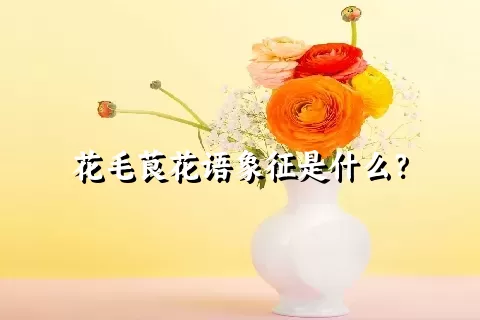 花毛茛花语象征是什么？