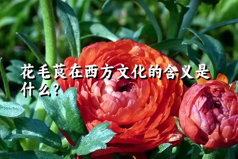 花毛茛在西方文化的含义是什么？