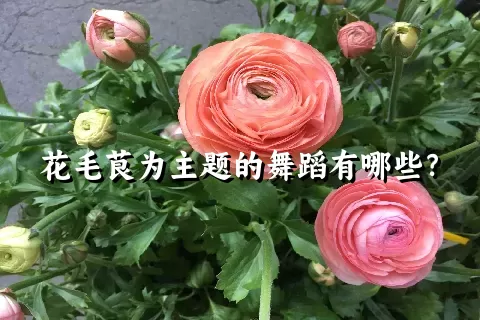 花毛茛为主题的舞蹈有哪些？