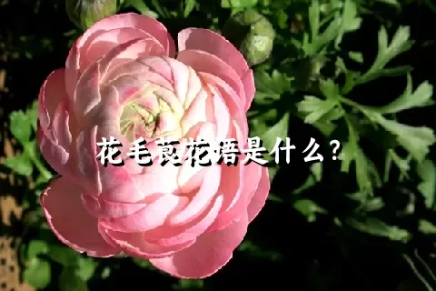 花毛茛花语是什么？