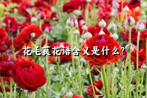 花毛茛花语含义是什么？