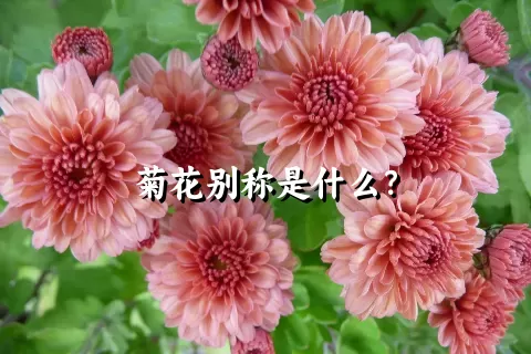 菊花别称是什么？