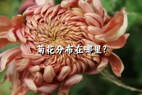 菊花分布在哪里?