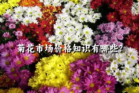 菊花市场价格知识有哪些？