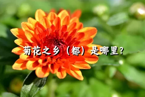 菊花之乡（都）是哪里？