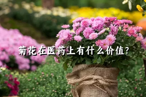 菊花在医药上有什么价值？