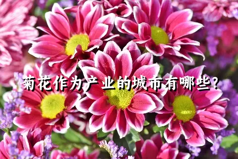 菊花作为产业的城市有哪些？