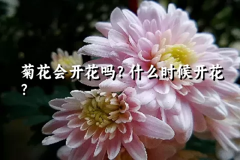 菊花会开花吗？什么时候开花？