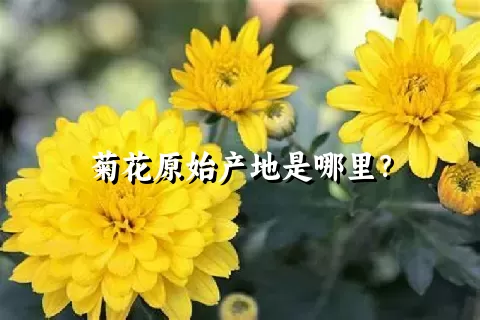 菊花原始产地是哪里？