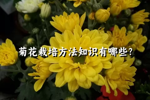 菊花栽培方法知识有哪些？