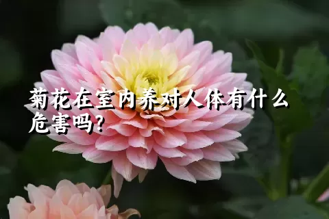 菊花在室内养对人体有什么危害吗？