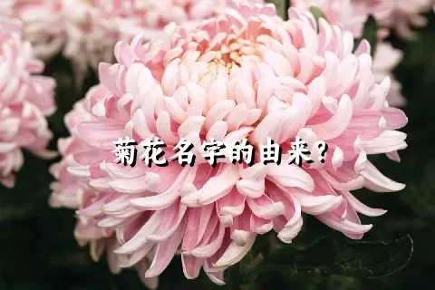 菊花名字的由来？