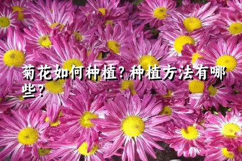 菊花如何种植？种植方法有哪些？