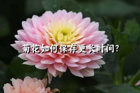 菊花如何保存更长时间？