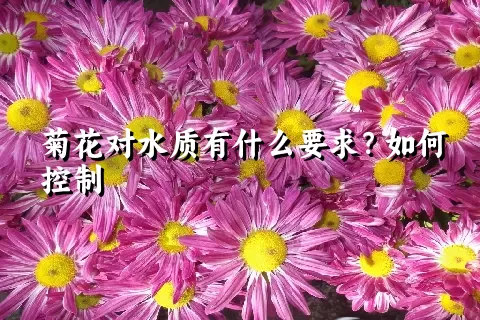 菊花对水质有什么要求？如何控制