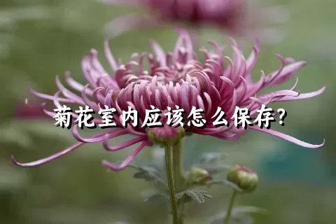 菊花室内应该怎么保存？