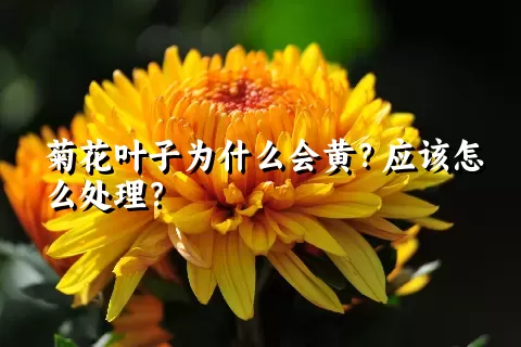 菊花叶子为什么会黄？应该怎么处理？