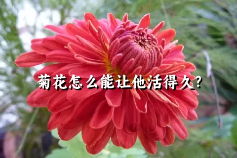 菊花怎么能让他活得久？