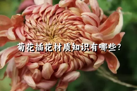 菊花插花材质知识有哪些？