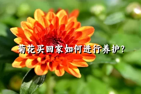 菊花买回家如何进行养护？