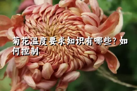 菊花温度要求知识有哪些？如何控制