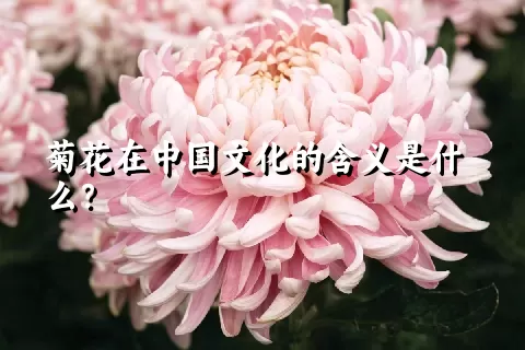 菊花在中国文化的含义是什么？