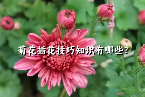 菊花插花技巧知识有哪些？