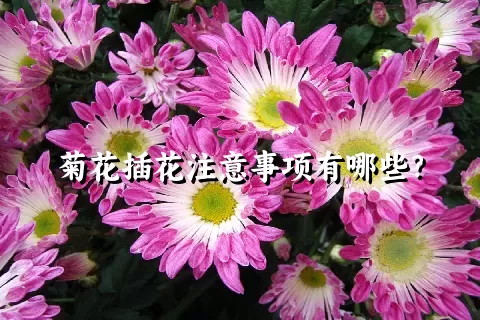 菊花插花注意事项有哪些？