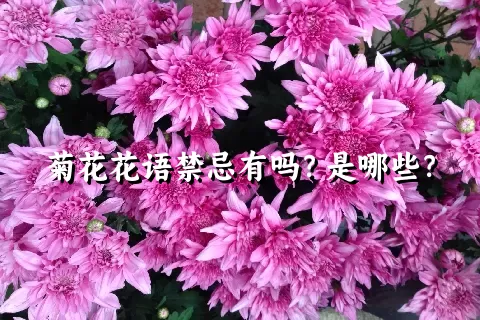 菊花花语禁忌有吗？是哪些？